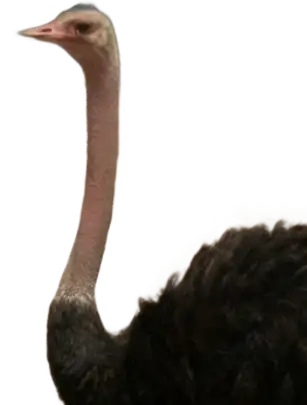 Avestruz