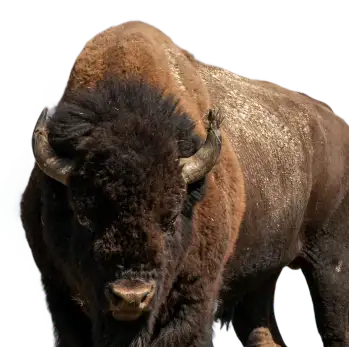 Bisonte Americano