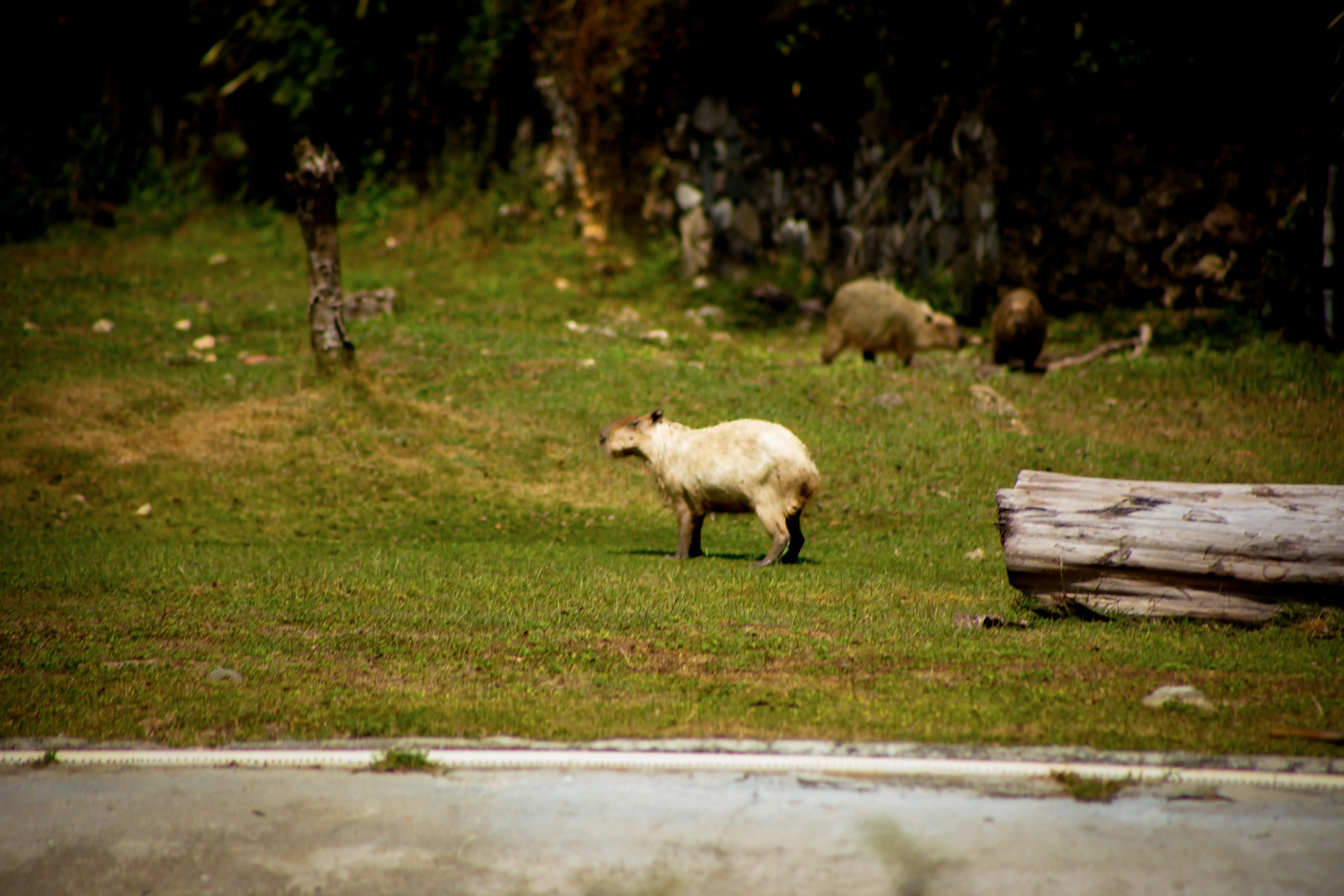 Capibara 01