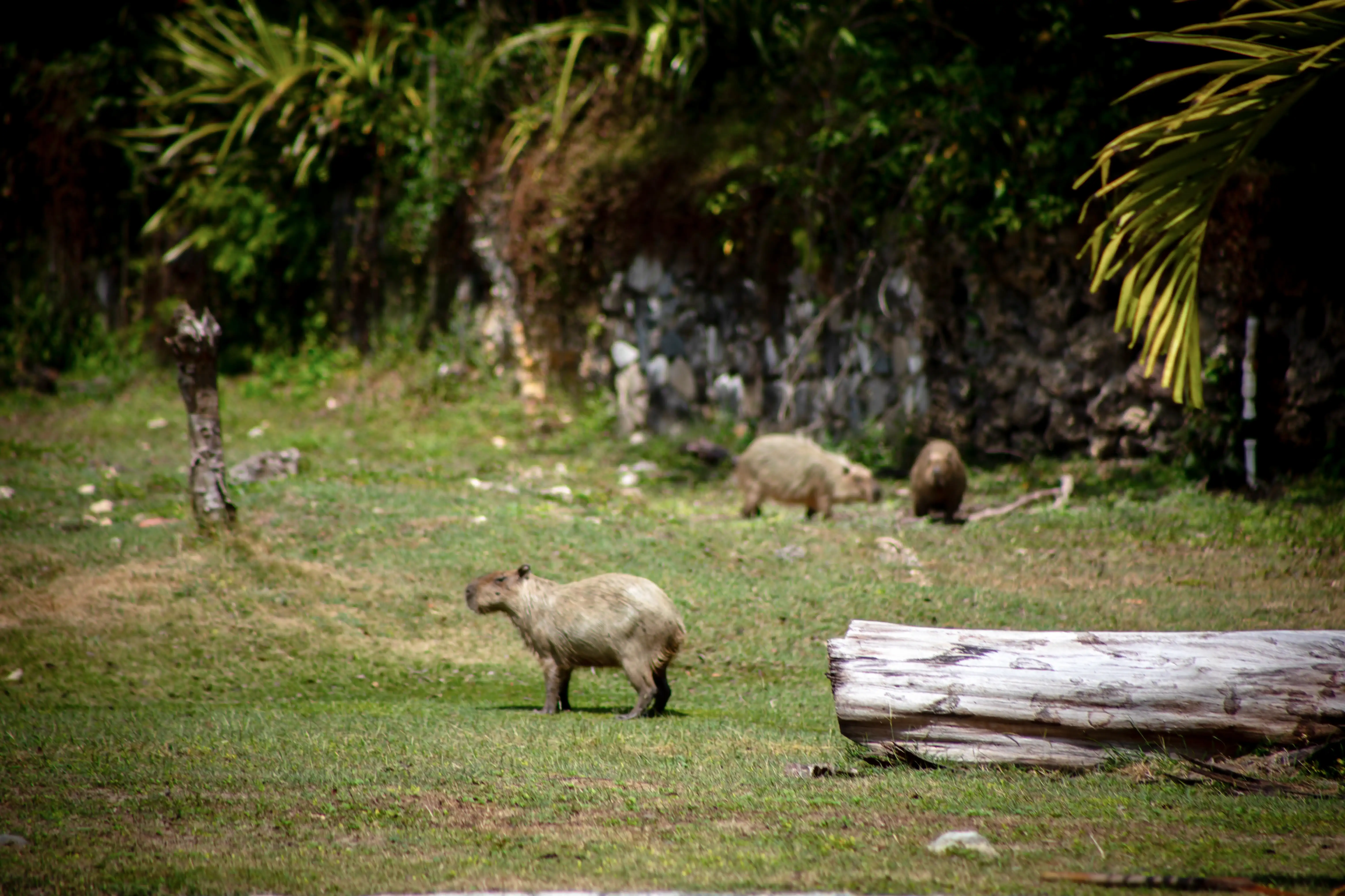 Capibara 02