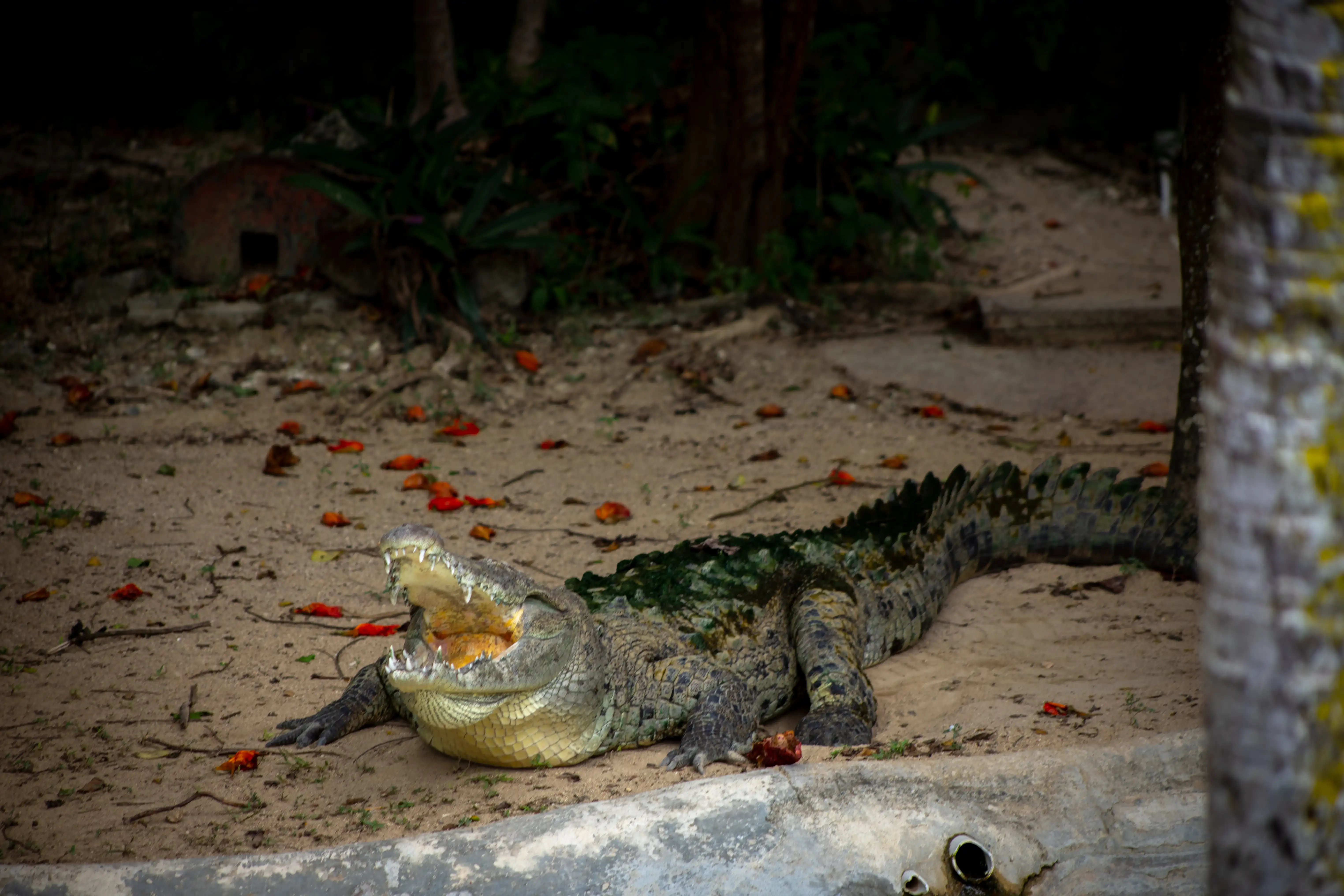 Cocodrilo 05