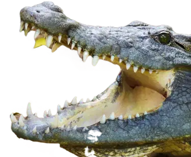 Cocodrilo