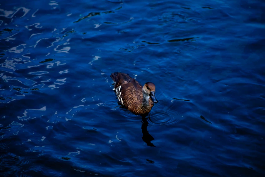 Hipopotamo en habitat controlado