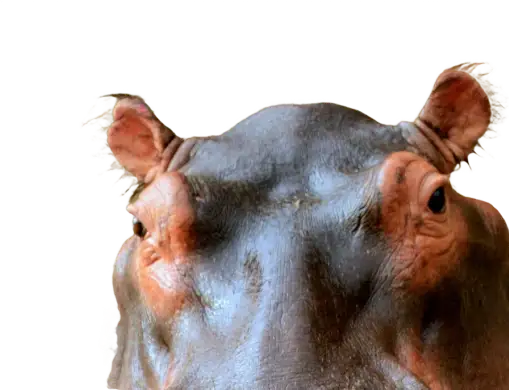 Hipopotamo