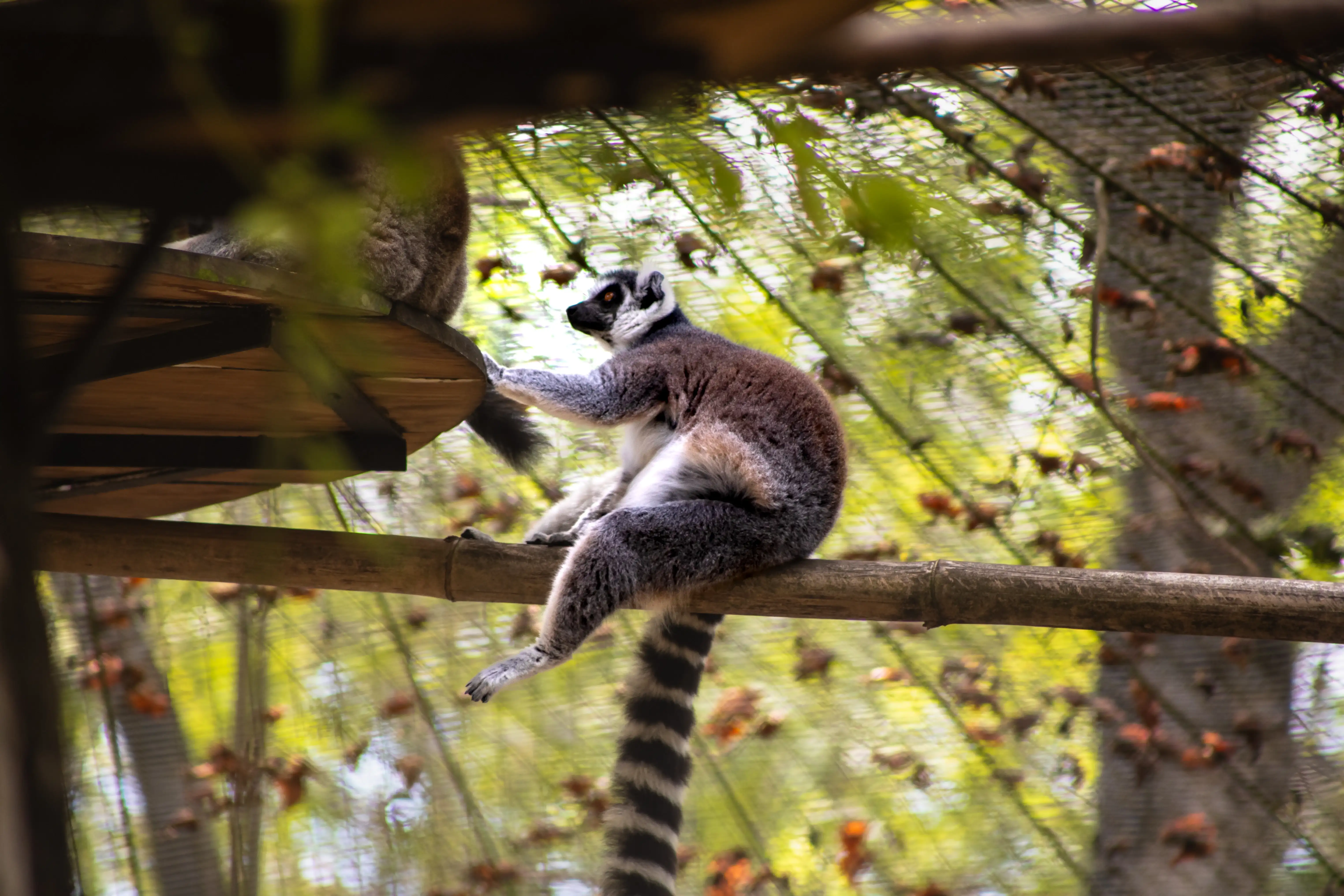 Lemur 02