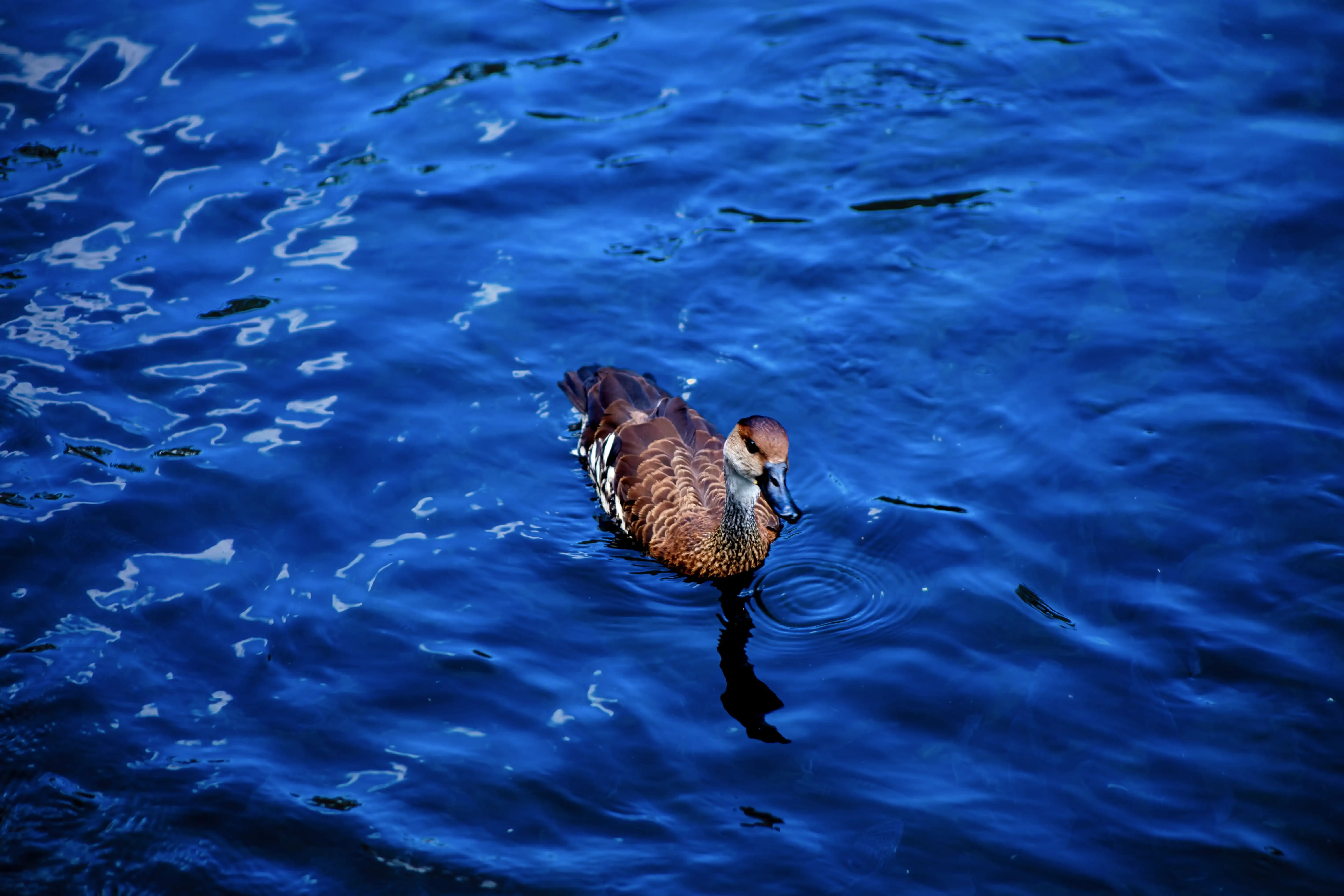 Pato domestico 02