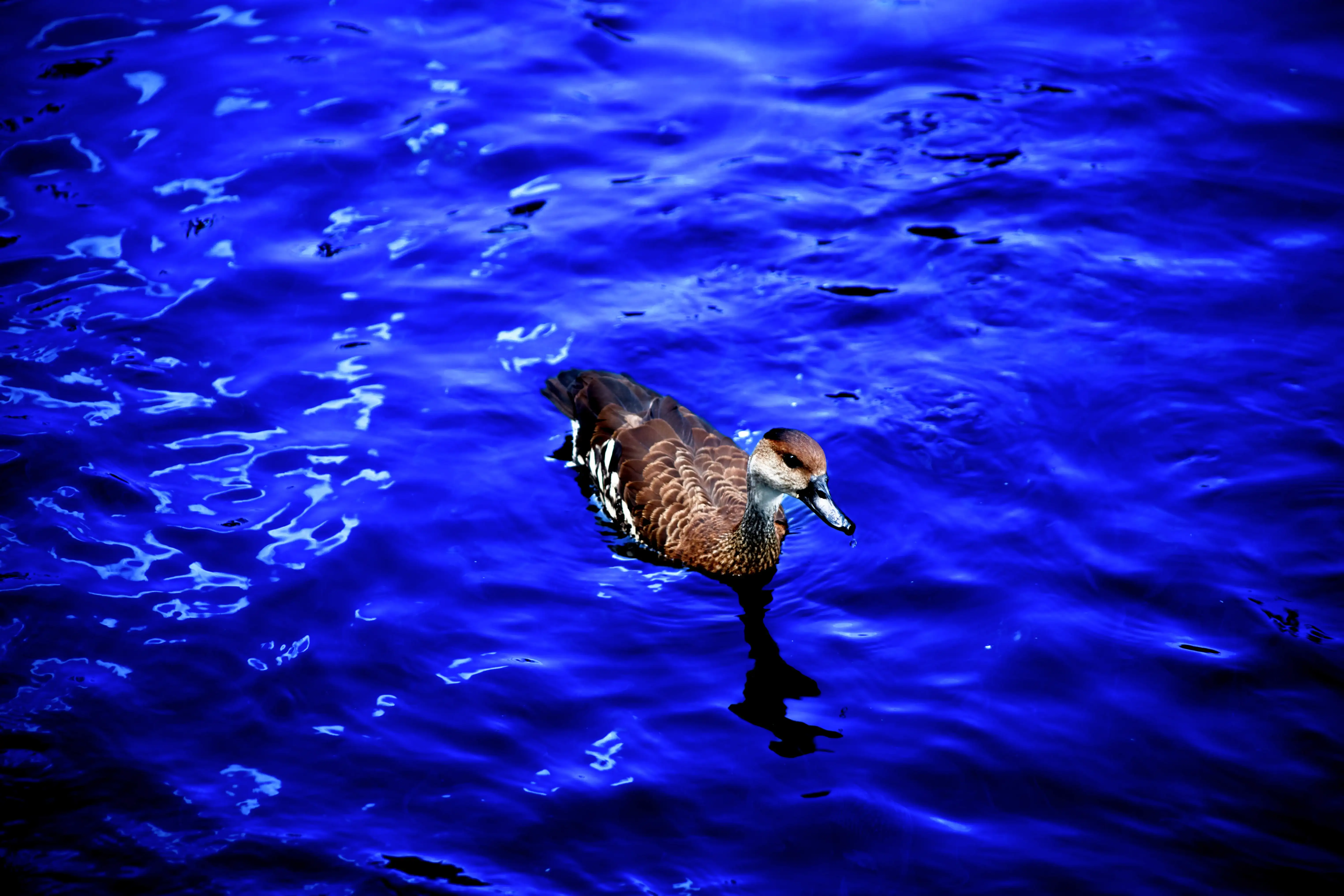 Pato domestico 03