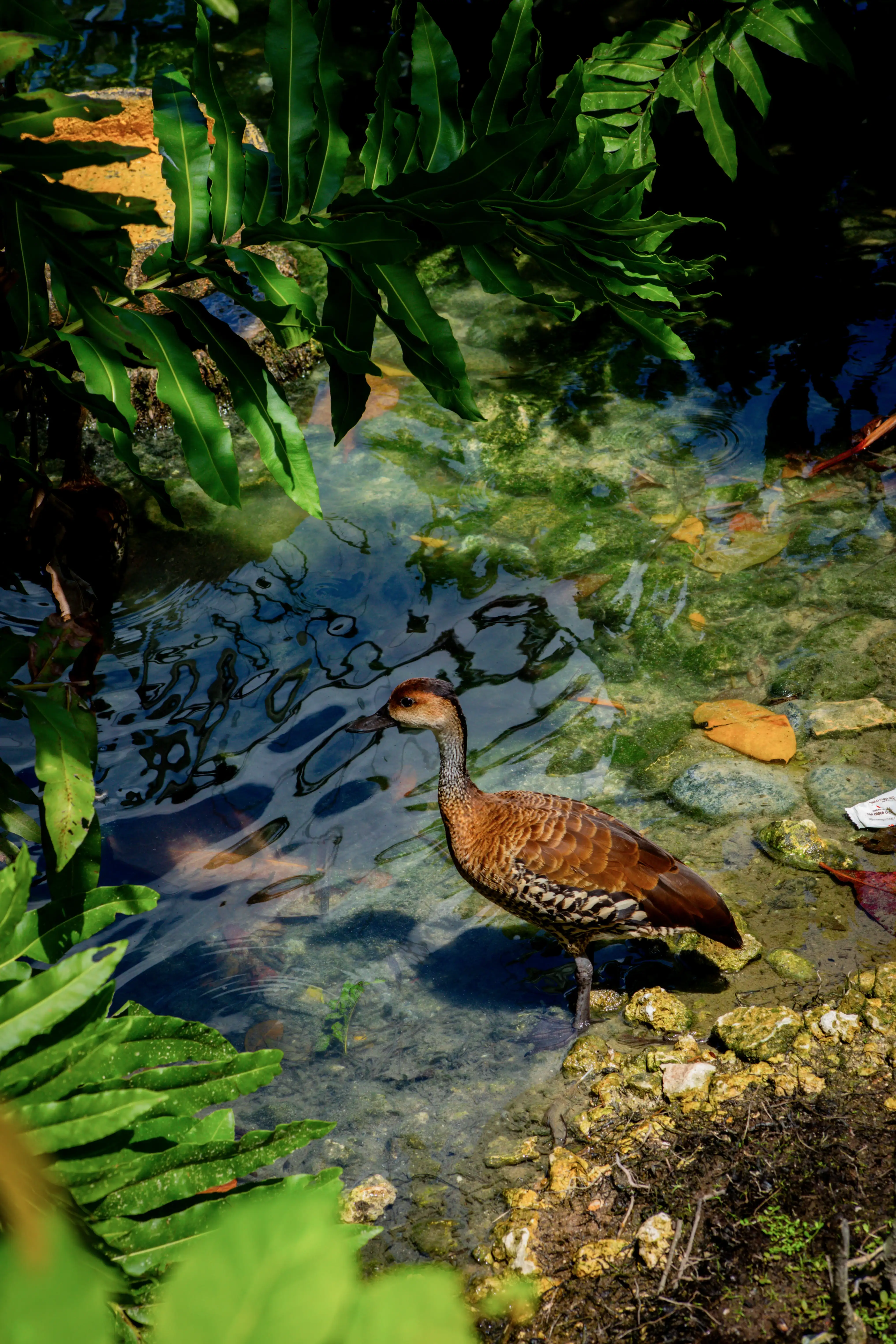 Pato domestico 04 2
