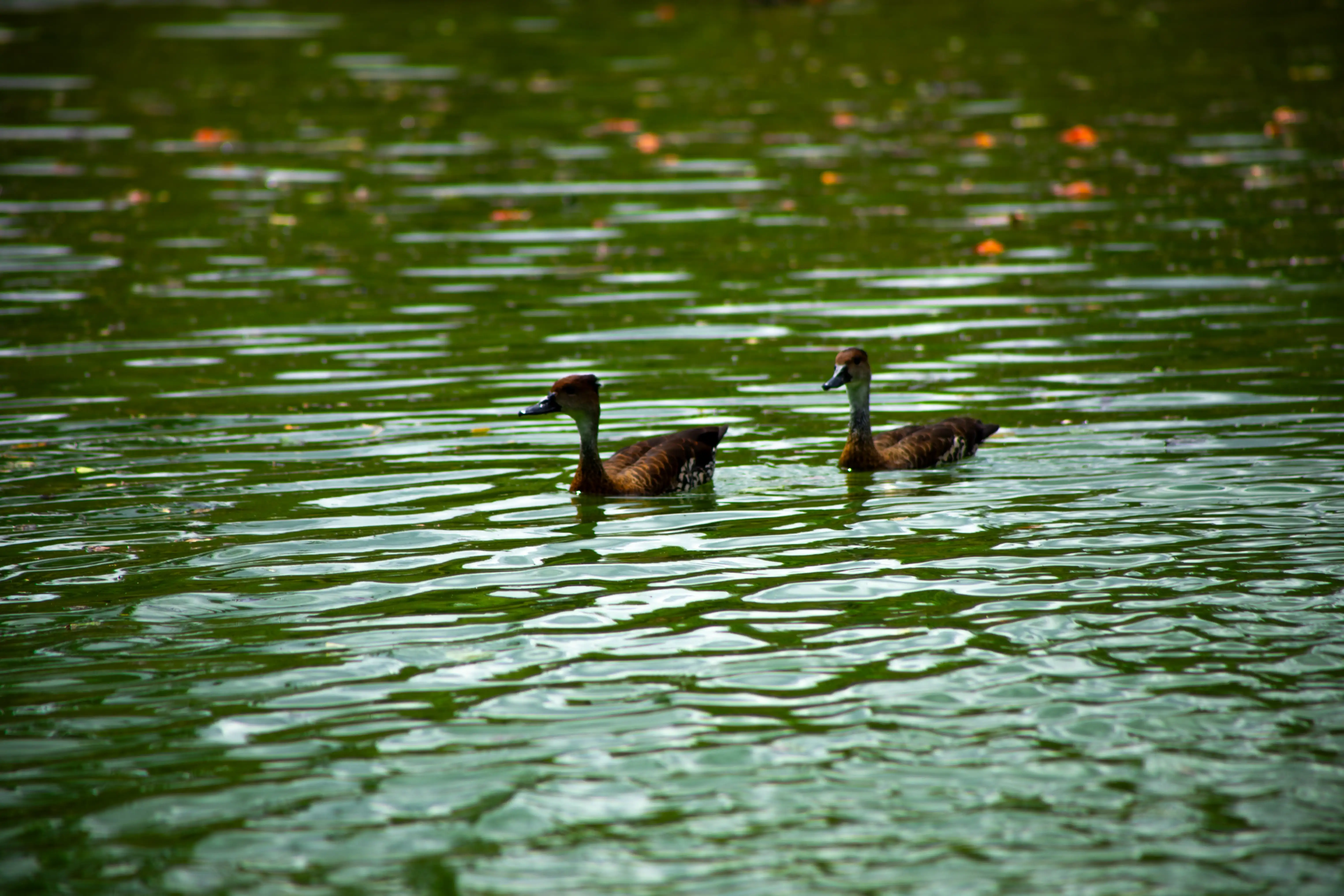 Pato domestico 07