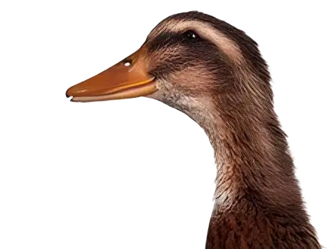 Pato Domestico