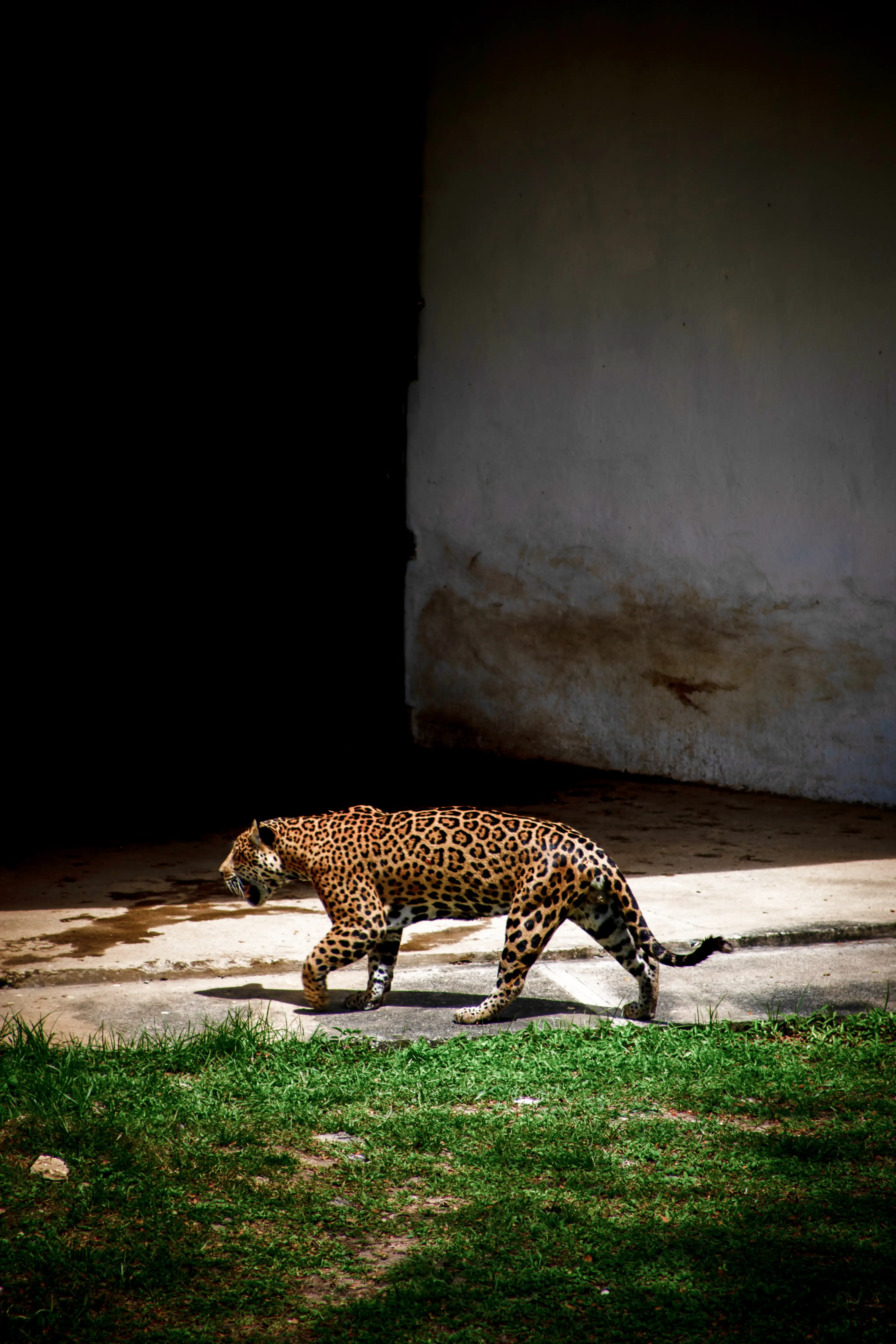 Tigre 01