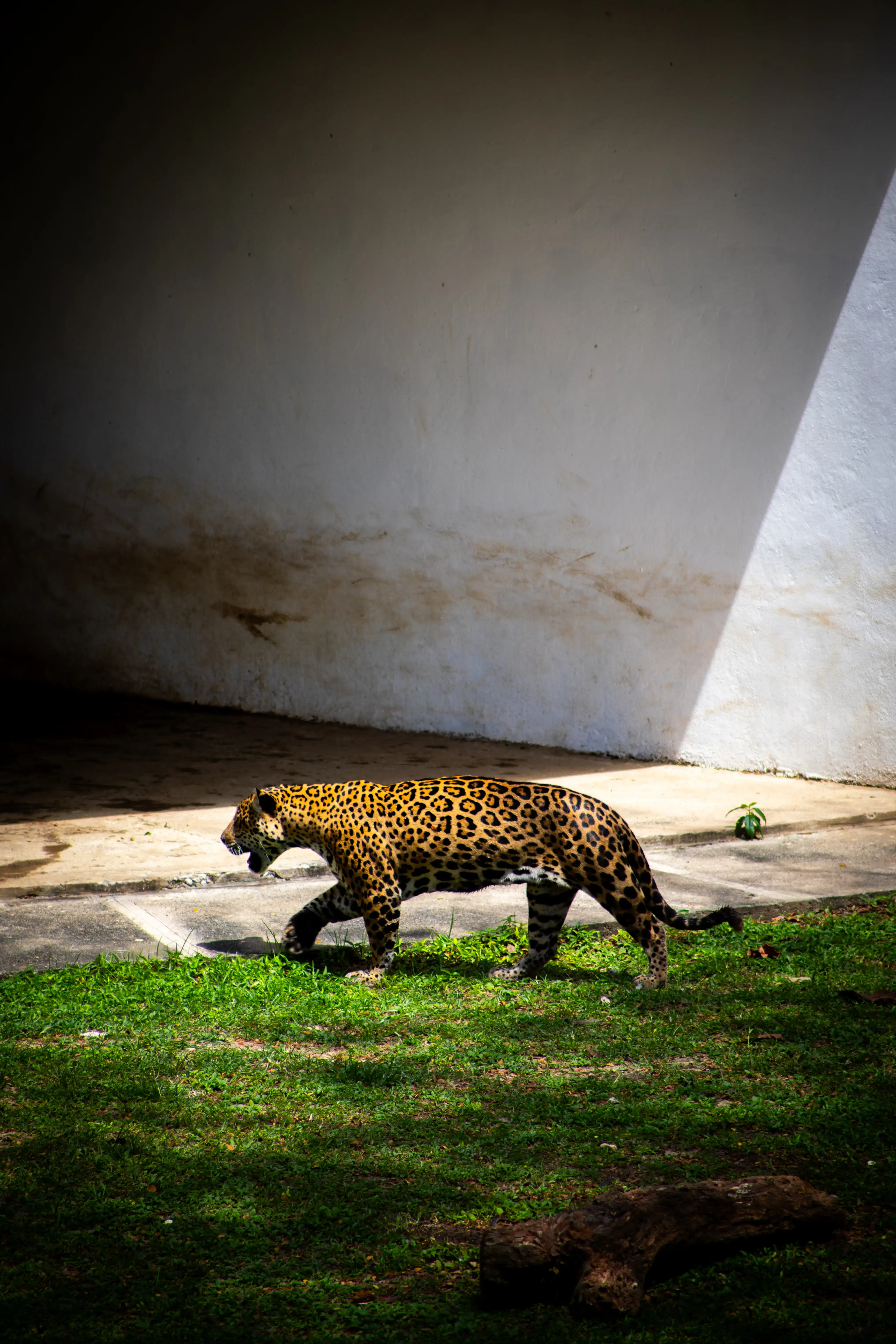 Tigre 02