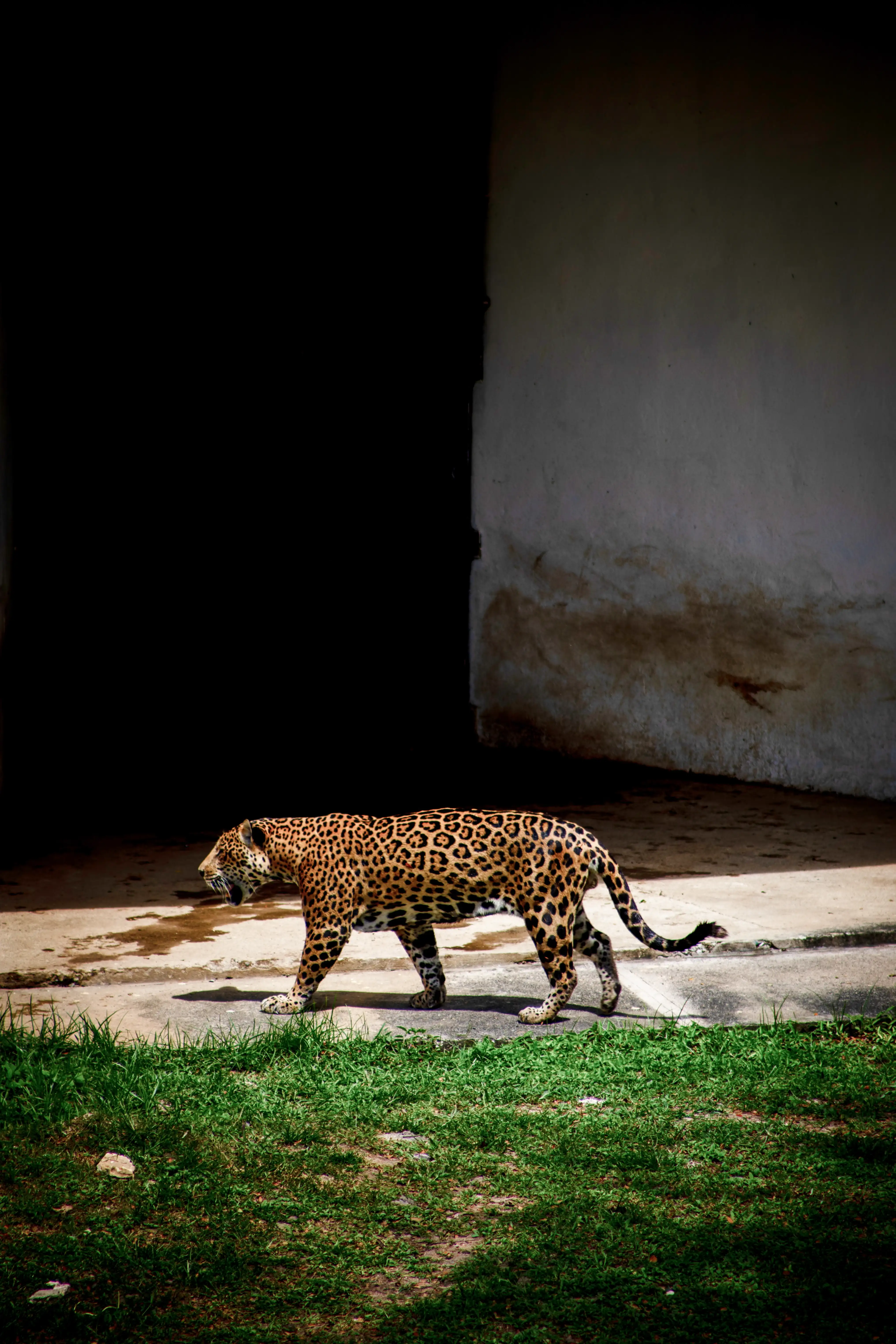 Tigre 04