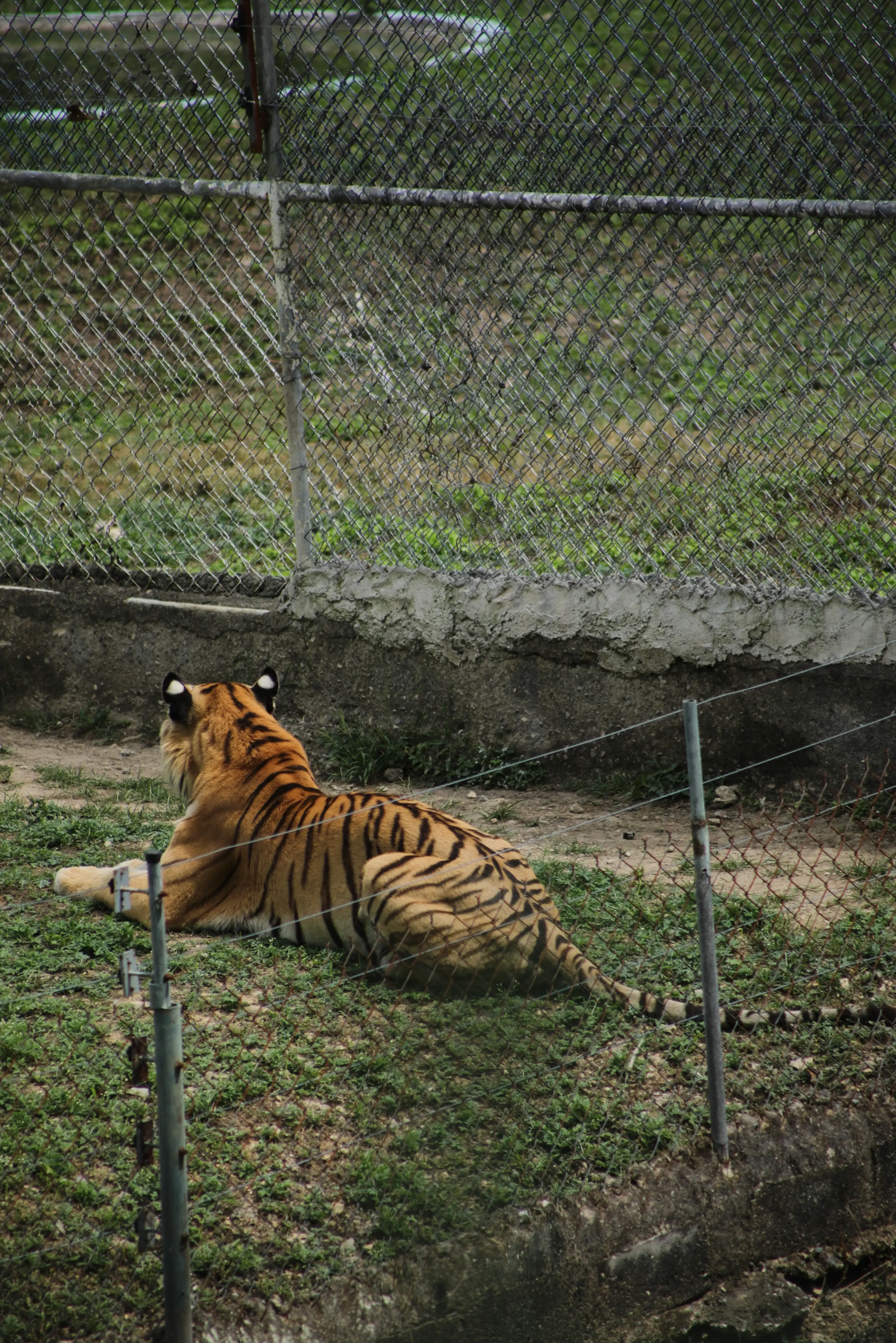 Tigre 05